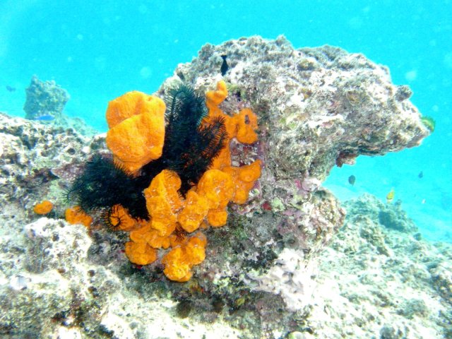 70- Corail aux couleurs eclatantes 
